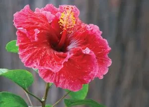 What are the Health & Nutritional Benefits of Hibiscus Flower?