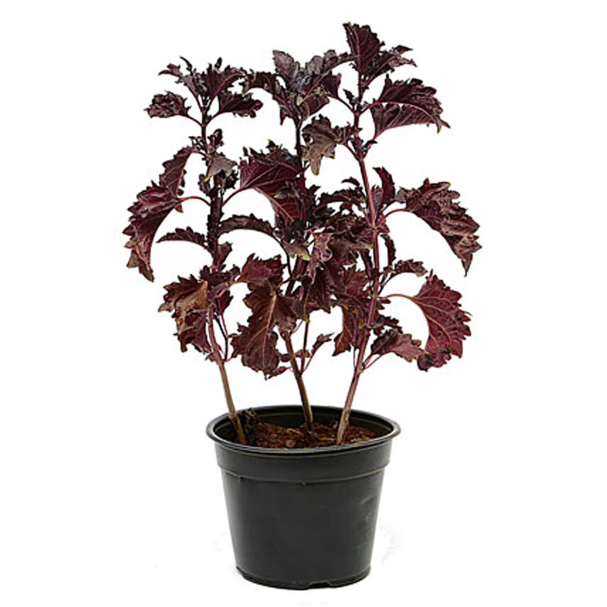Black Basil Plant