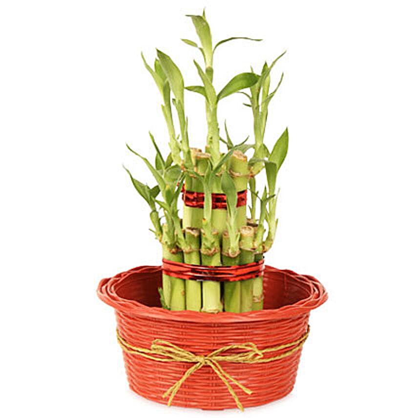 2 layers Lucky Bamboo in Fiber Woven Basket