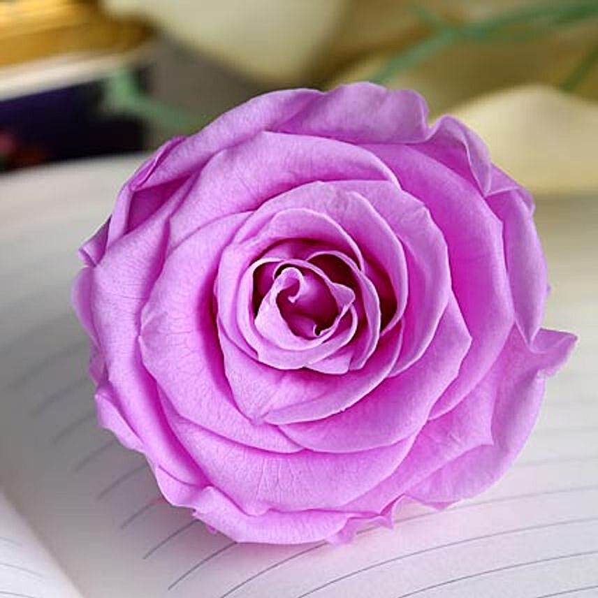 Forever Pink Rose