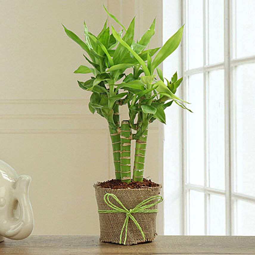 Exotic Bamboo Plant