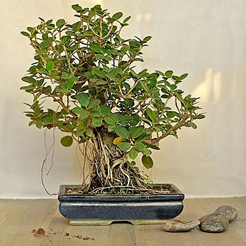 Traditional Ficus Microcarpa Longisland Bonsai