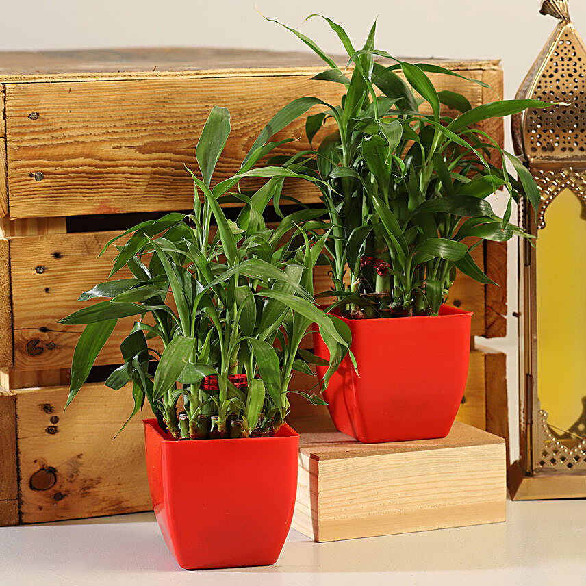 Set Of 2 Bamboo Plants in Red Pot
