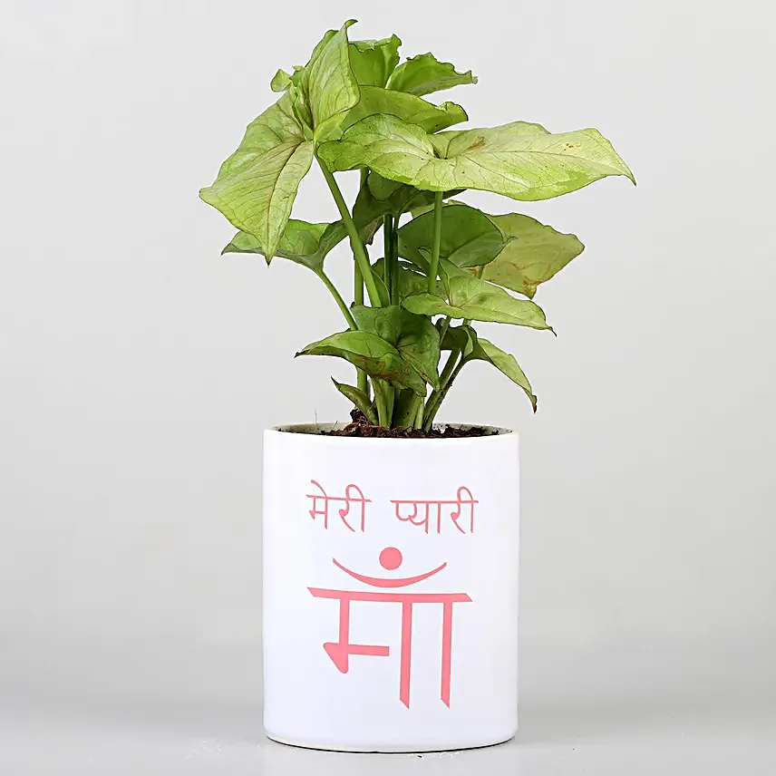 Meri Pyaari Maa Mug With Syngonium Plant