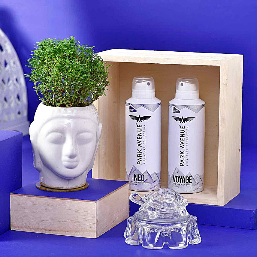Zen Plant & Fragrance Hamper for Dad