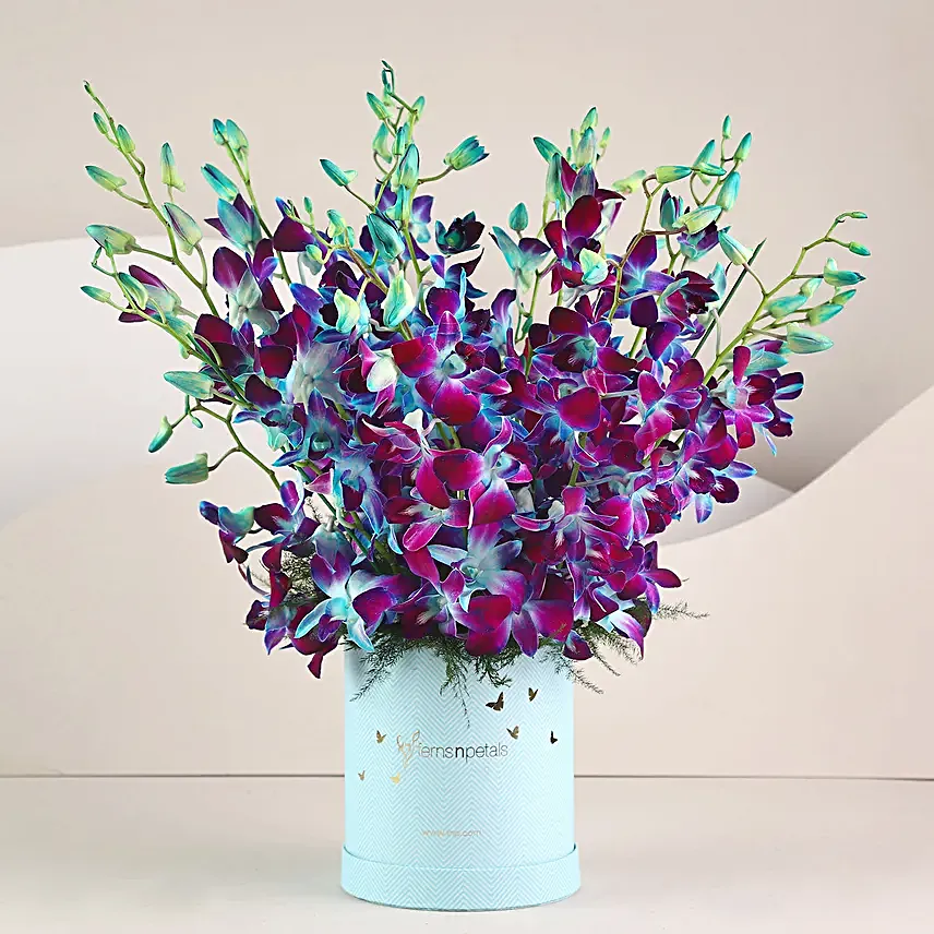 Blooming Blue Orchids In FNP Signature Box