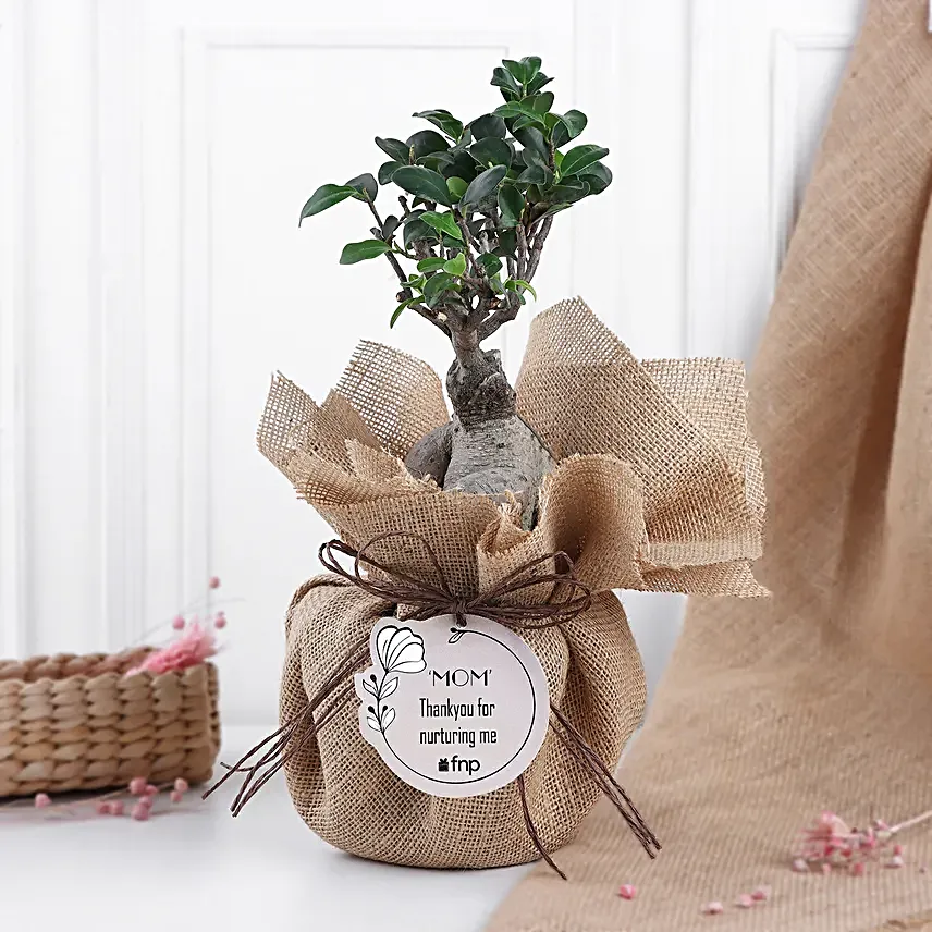 Mom's Love Ficus Ginseng Bonsai