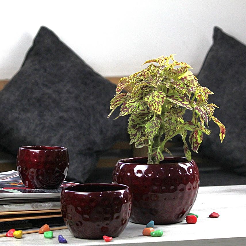 Textured Design Orchid Pot Set