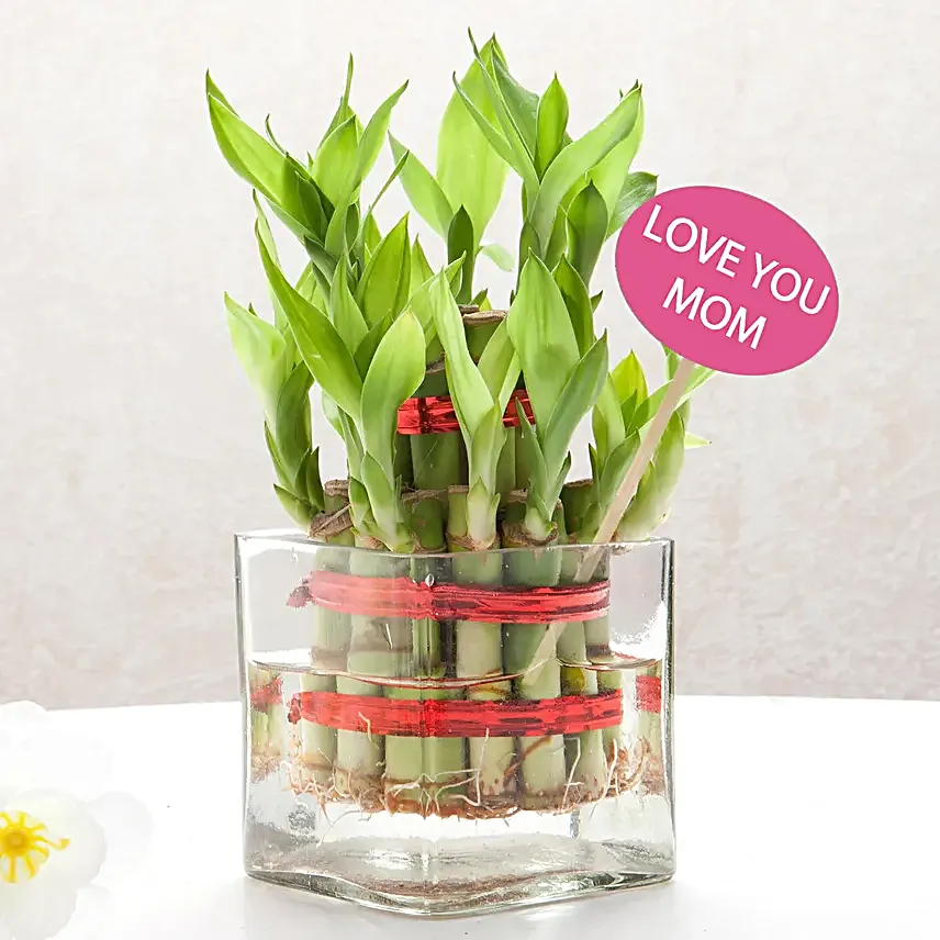 Bamboo Plant Tribute to Mom