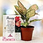 Aglaonema plant for Mom