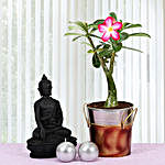Desert Rose and Buddha