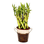 Lucky Bamboo In Metal Vase