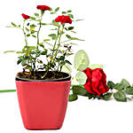 Miniature Rose Plant