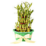 3 layers Lucky Bamboo in Green Fiber Woven Basket
