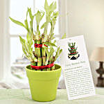 Lucky Bamboo In Green Vase