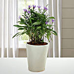 Elegant Salvia Plant