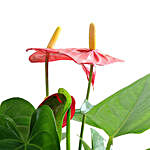 Anthurium Red Beauty