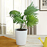 Potted China Palm Plant