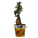 Fabulous Ficus Microcarpa Bonsai Plant