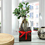 Ficus Bonsai Beauty
