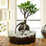 Marvelous Ficus Bonsai