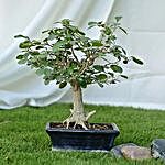 Appealing Ficus Ball Shape Bonsai