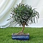Lovely Podocarpus Bonsai
