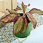 Red Aglaonema Plant
