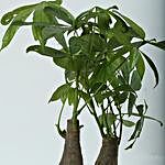 Double Pachira Bonsai Plant