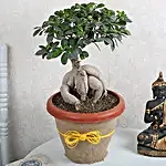 Ficus Microcarpa Bonsai 1000gm