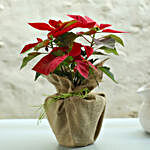 Potted Red Poinsettia Plant