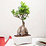 Exotic Ficus Bonsai Plant