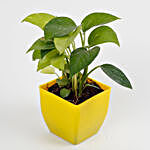 Golden Money Plant In Yellow Pot