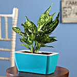 Aglaonema Plant In Blue Glossy UV Pot