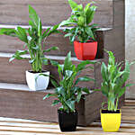 Peace Lily Plant Set in Colourful Pots