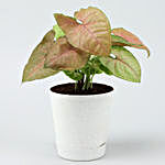 Pink Syngonium Plant In Self-Watering Pot