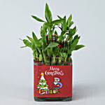 Two Layer Lucky Bamboo In Merry Christmas Vase