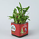 Two Layer Lucky Bamboo In Merry Christmas Vase