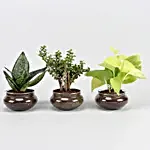 Set of Three Beautiful Plants In Potpori Bowls