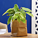 Red Philodendron Plant In Sack Shaped Pot
