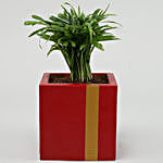 Chamaedorea Plant In Red & Golden Wooden Pot