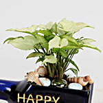 Syngonium Plant In Happy Birthday Antiquity Bottle Planter
