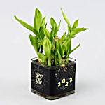New Year 2021 Lucky Bamboo Plant In Glass Vase