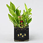 New Year 2021 Lucky Bamboo Plant In Glass Vase