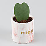 Hoya Plant Pink & White Nice Pot