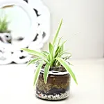 Spider Plant Mason Jar Terrarium