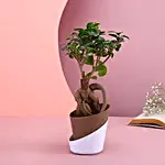 Majestic Bonsai Plant