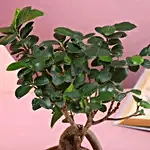 Majestic Bonsai Plant