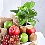 Prosperous Fruits and Money Plant