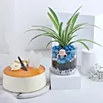 Buddha Blessings Plant & Cake Combo